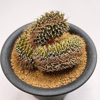 Amazon.co.jp: LB2178綴化！ビッグサイズ！多肉植物 サボテン